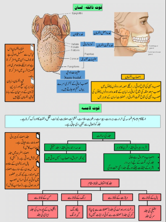 Quwat e Zaiqa Lamisa قوت ذائقہ قوت لامسہ