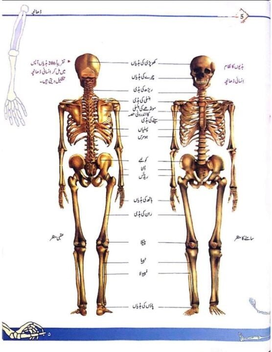 ڈھانچے کا نظام